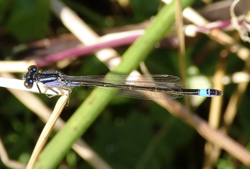 Ischnura elegans